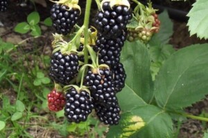 Kupine bez trnja - spoj genetike i slučajnosti