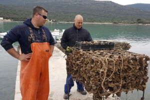 Roneći bocu po bocu vina odnose u morske podrume