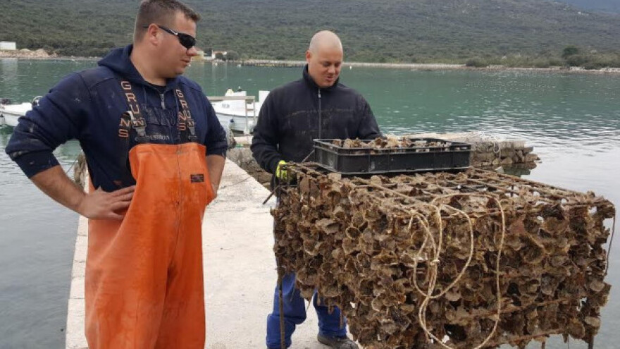 Roneći bocu po bocu vina odnose u morske podrume