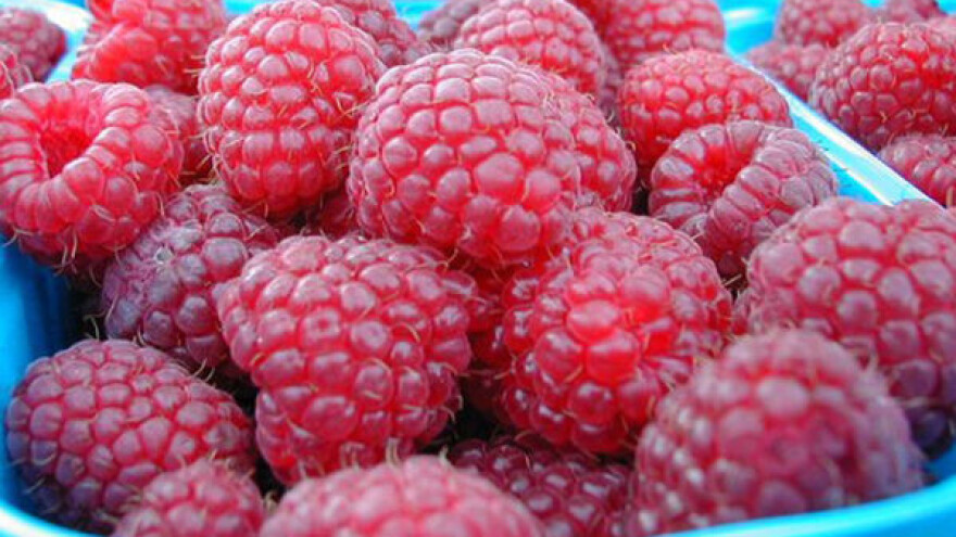 Poziv na edukaciju o uzgoju malina