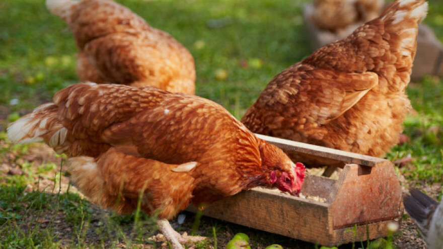 Kako do sigurne piletine i mlijeka?