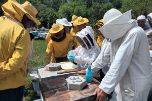 Koje su to najbolje prakse i inovacije za održivo pčelarstvo?