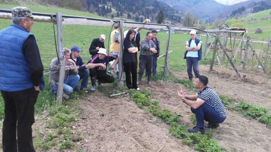 UG "Zdrava malina" organizira edukaciju pred berbu maline