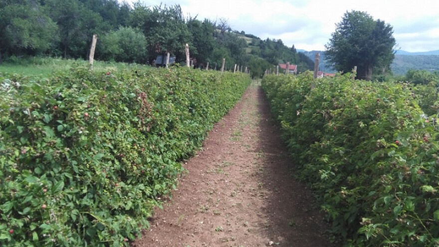 Asad Jelešković će održati edukaciju iz malinarstva