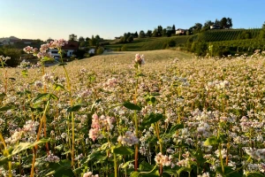Planinsko žito koje uspijeva na neplodnom zemljištu, ali mu treba vlaga