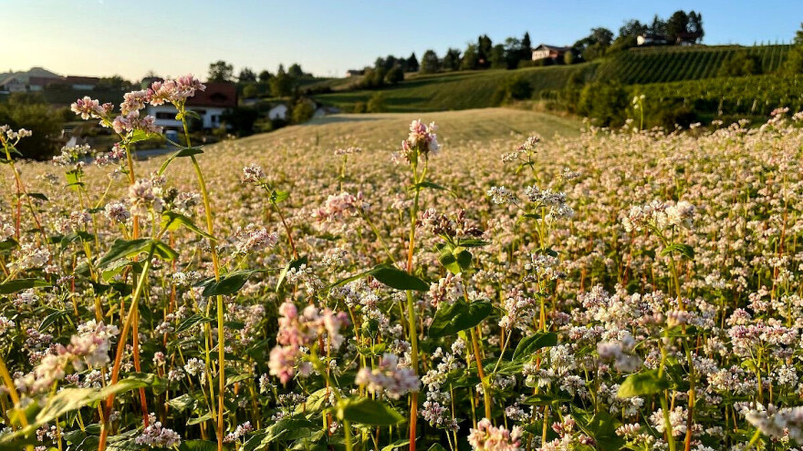 Planinsko žito koje uspijeva na neplodnom zemljištu, ali mu treba vlaga