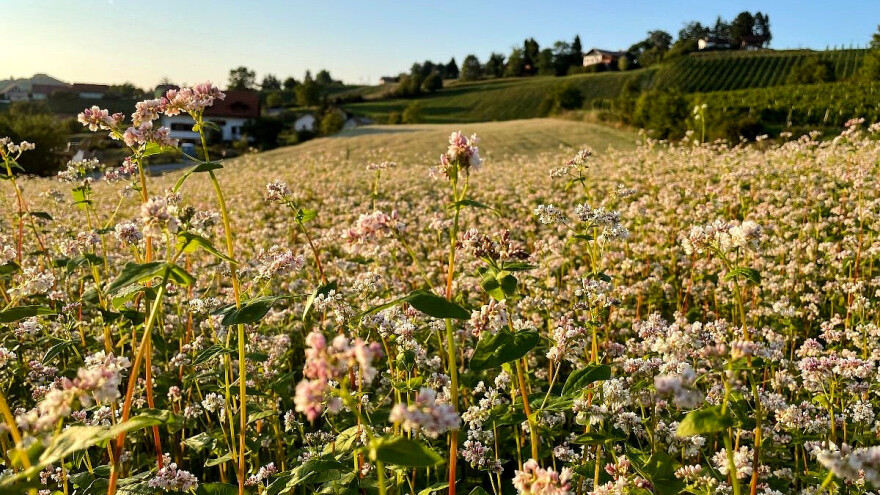 Planinsko žito koje uspeva na neplodnom zemljištu, ali mu treba vlaga