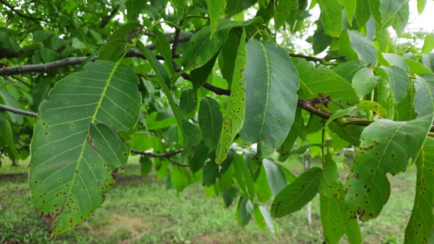 Pjege na orahu nisu bezazlene: Ako zaraza uhvati plodove jezgra će biti gorka