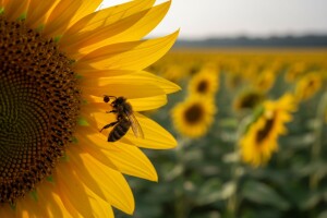 EFSA potvrdila: Neonikotinoidi štete pčelama