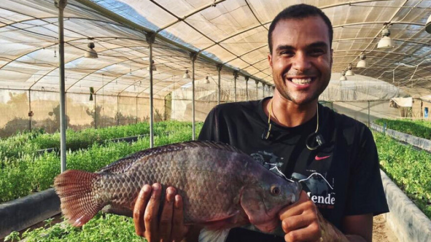 Usred pustinje uzgajaju i ribu i povrće