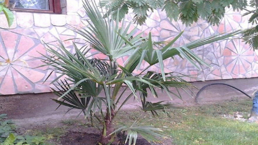 Egzotično voće u Pivnicama