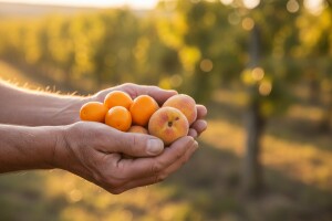 Egzotika uz zaboravljene slavonske sorte