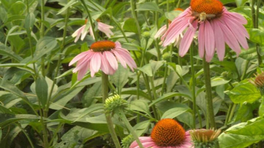 Univerzalni lek američkih Indijanaca