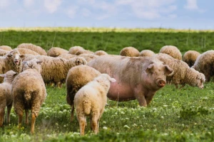 EK predlaže: 50% manje pesticida, 20% đubriva, ali i poticaji za eko proizvodnju?