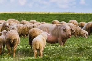 EK predlaže: 50% manje pesticida, 20% đubriva, ali i poticaji za eko proizvodnju?