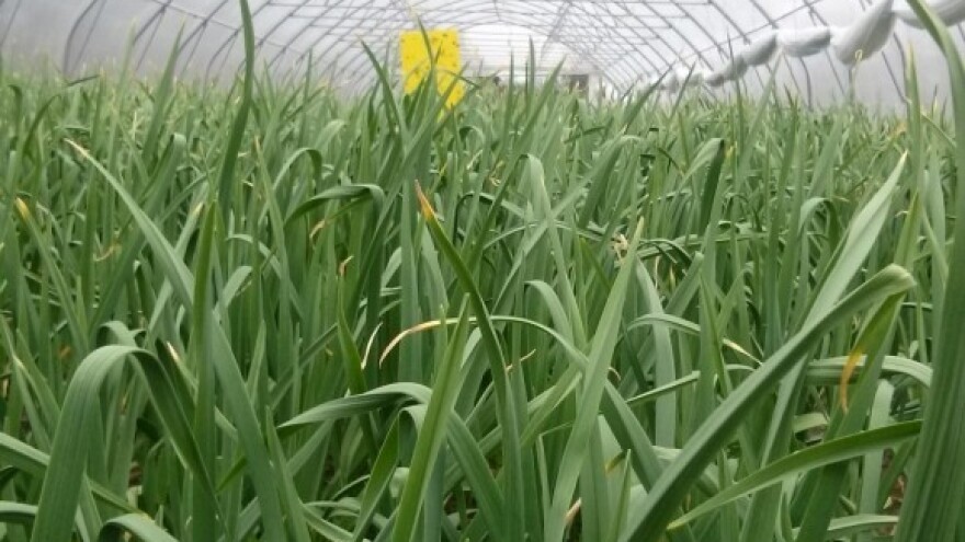 Novi standardi i zanimanja u eko poljoprivredi