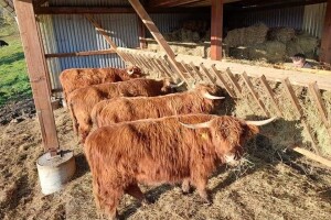 Eko farma Vrškovac: Uz pomoć škotskog planinskog goveda sada živi punim plućima