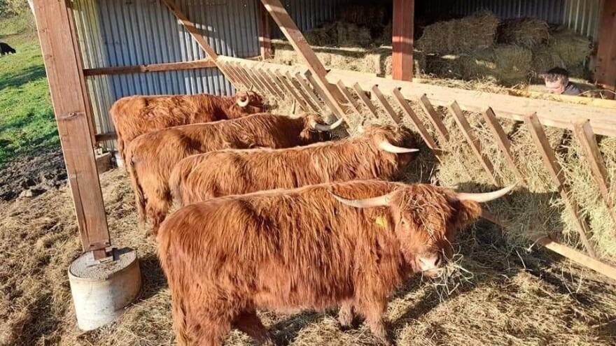 Eko farma Vrškovac: Uz pomoć škotskog planinskog goveda sada živi punim plućima