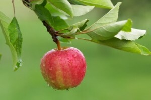 Istraživanje: Sorte jabuka pogodne za ekouzgoj