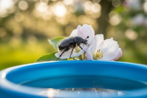 Eko metode: Dlakavi ružičar napada sve što cvjeta