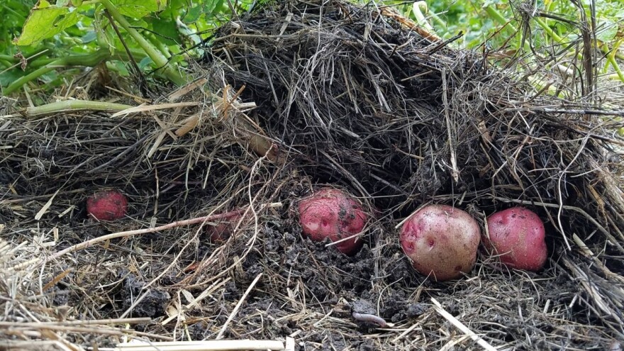 Apatin: Ekološko povrće sa slame