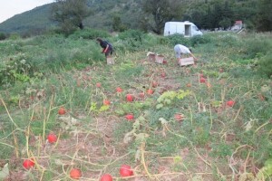Kako eko proizvodnja potiče ruralni razvoj?