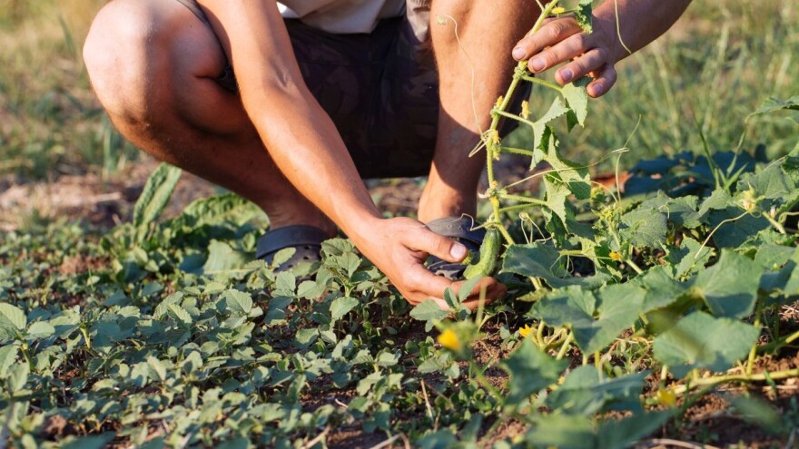 Usvojena nova pravila EU za ekološku poljoprivredu! Što se mijenja od 01. siječnja 2021.?