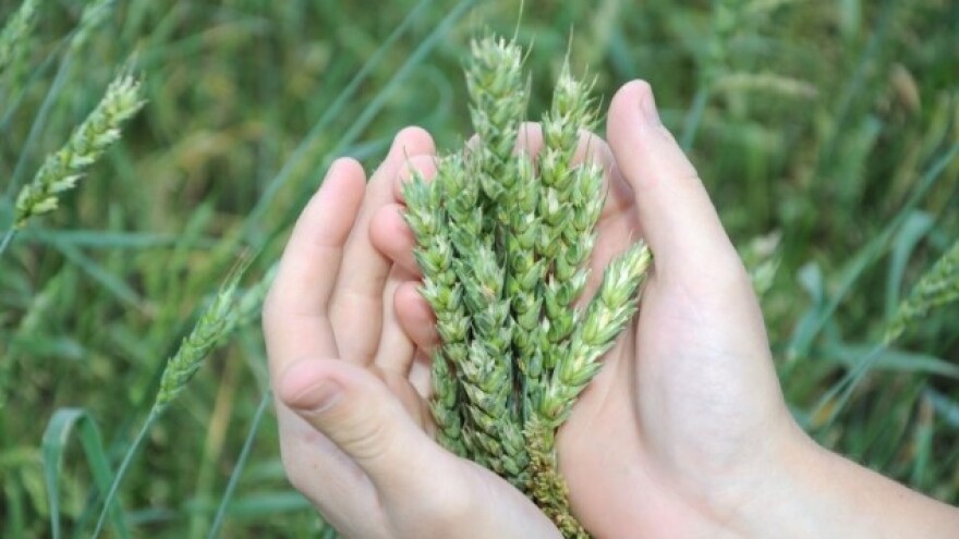 39 novih tvari smije se koristiti u eko uzgoju