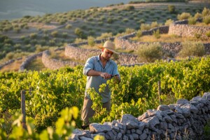 Eko proizvodnja u poljoprivredi Vinodola