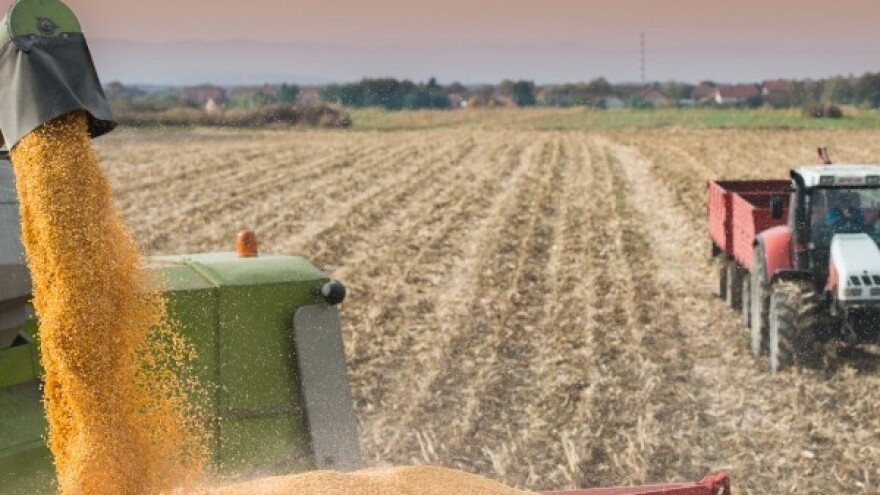 Kako uzgojiti raž po ekološkim standardima?