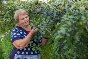 Tretiranje šljivine osice u uvjetima eko uzgoja
