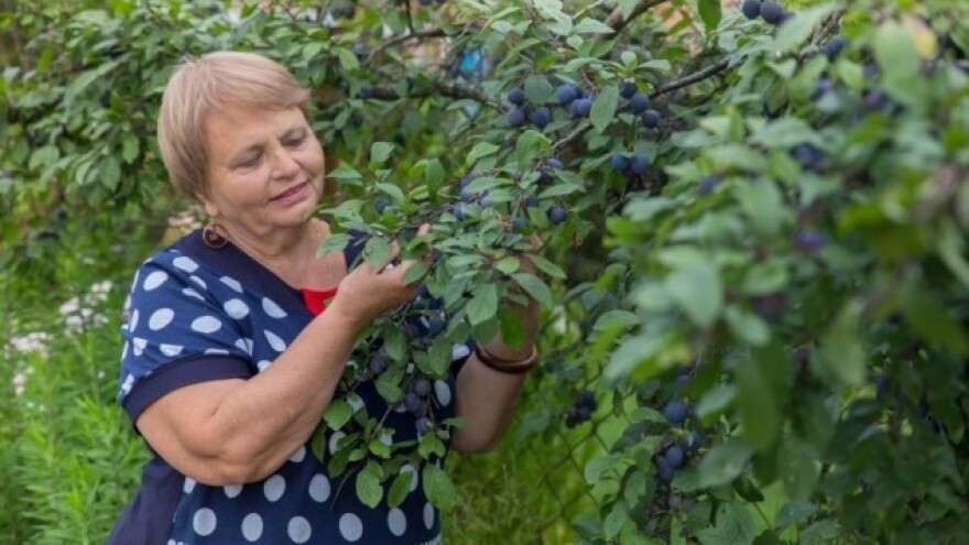 Tretiranje šljivine osice u uvjetima eko uzgoja