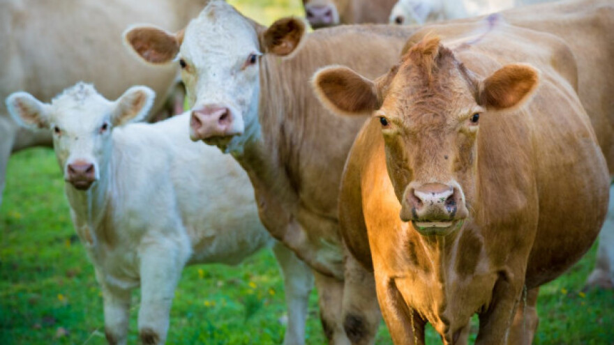 Pravila ekološkog uzgoja stoke