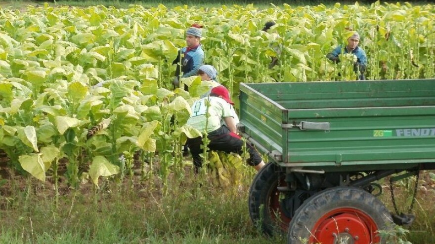 Porast certifikacije eko proizvoda za 75 posto