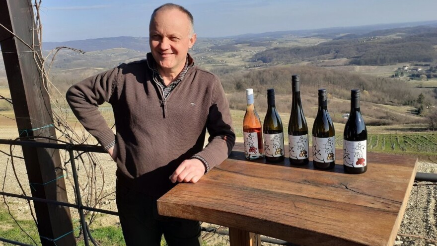Zlatna žutica mu prepolovila vinograd, ali Tomislav Bolfan od eko pristupa ne odustaje