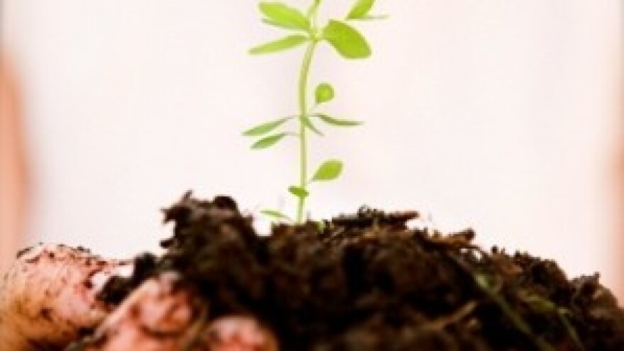 Gnojidba ratarskih i krmnih kultura u eko uzgoju