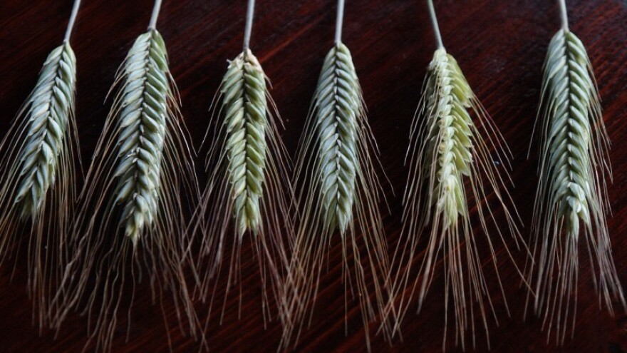 Klaster pruža perspektivu ekološkoj proizvodnji