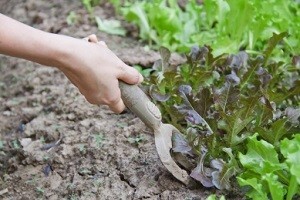 Samo 2,45% površina pod ekološkom proizvodnjom