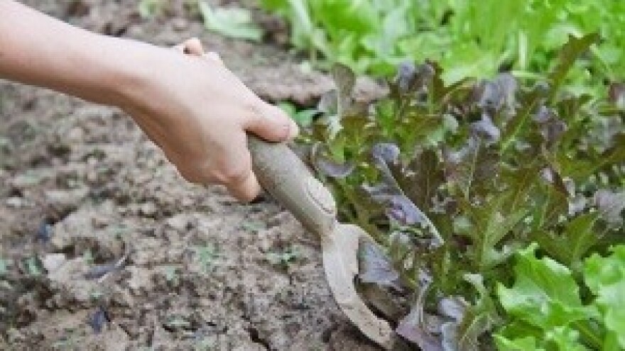 Samo 2,45% površina pod ekološkom proizvodnjom