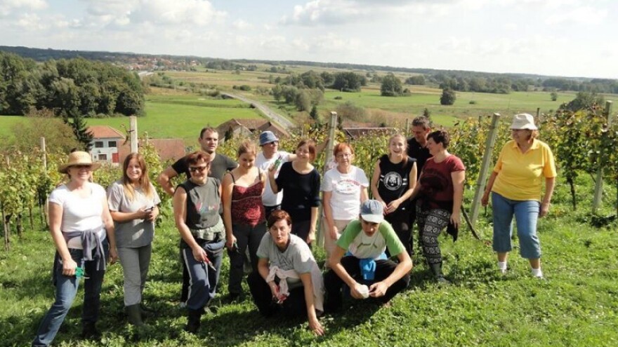 Berba eko vinograda u Marinovcu Zelinskom!
