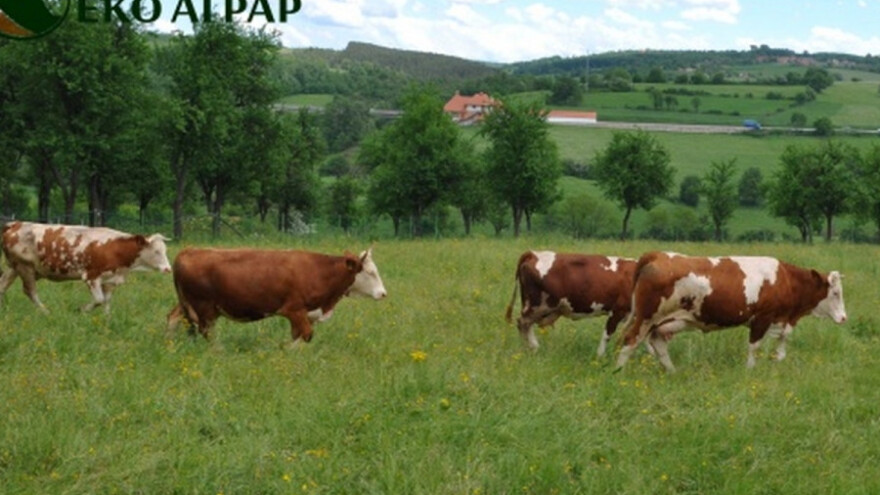 Stočni sajam u Krivoj Reci