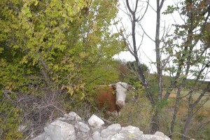 Štetu im rade vukovi i divlje svinje, a sad i krave lutalice! Prepuštene same sebi pobrale maslinike