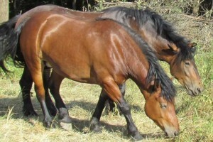 Sredstva iz IPARD-a ranču barba Tone