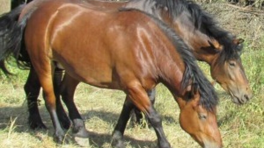 Sredstva iz IPARD-a ranču barba Tone