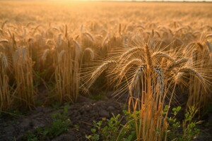Ekološka proizvodnja pšenice