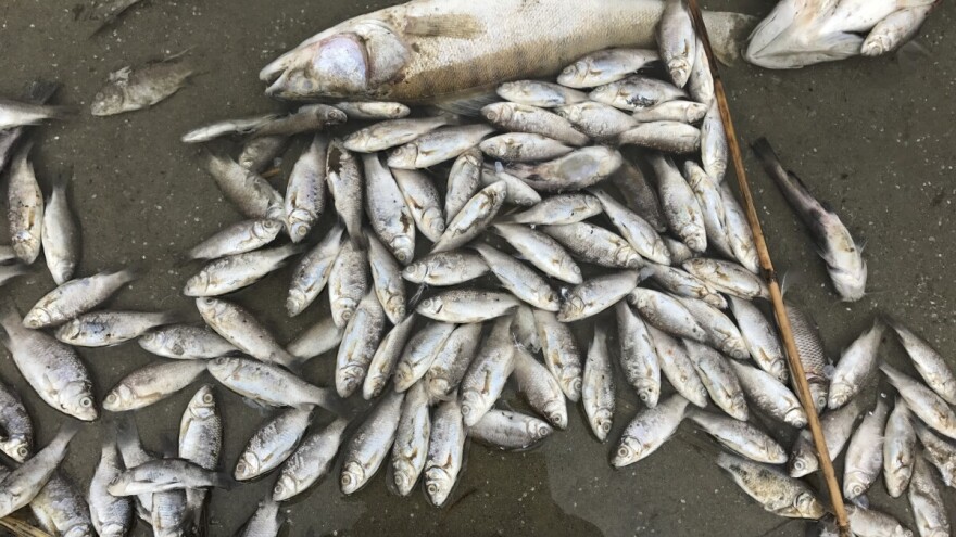 Ekološki incident u Parku prirode Velebit: Pomor ribe u jezeru Štikada