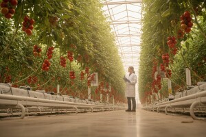 Ekološki održivi staklenik za siguran proizvod