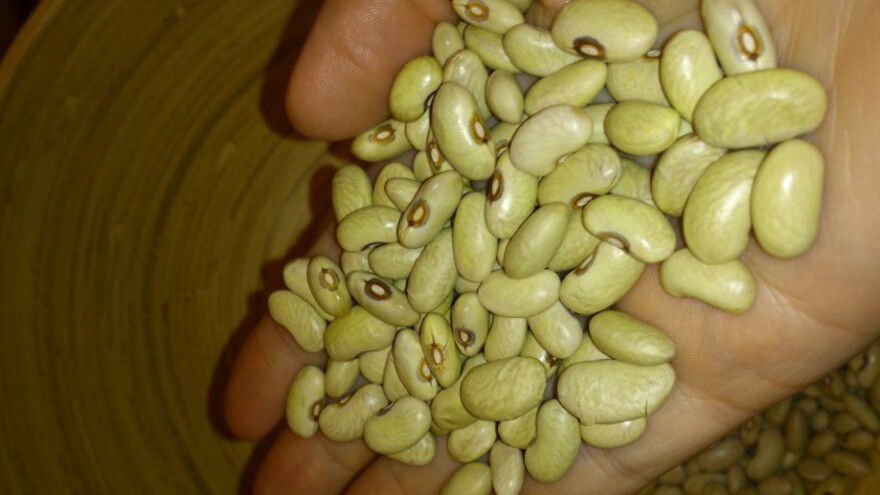 I Slavonski zeleni grah upisan na listu čuvanih sorti