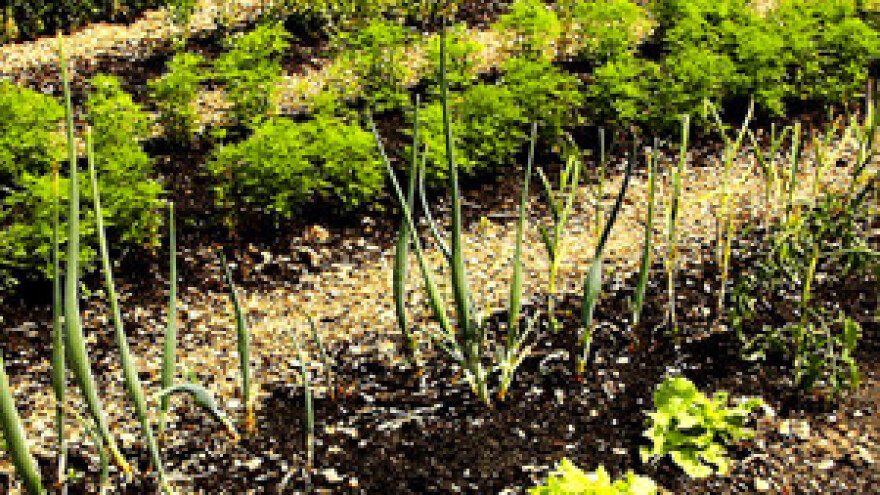 Ekoproizvodnju koče lobiji