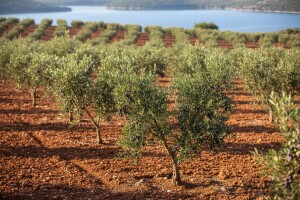 Ekološki uzgoj maslina